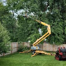 How Our Tree Care Process Works  in  Fosston, MN